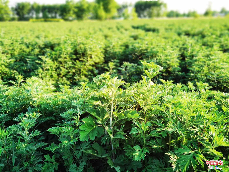 【河南淮滨"小艾草"撬动脱贫致富"轮轴球-新闻动态-企业舆情-新闻头