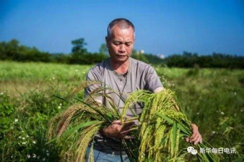 陈日胜30年培育的新型海水稻——海稻86