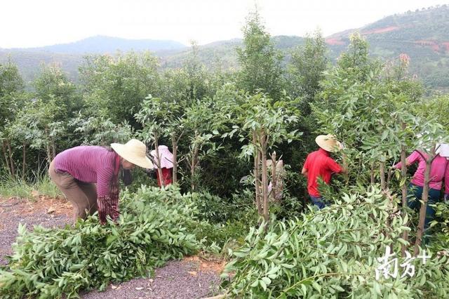 新闻正文"种植梅片树以100亩为基数,按梅片树生长周期3年计算,100亩