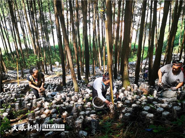 乘风破绿浪 林下巧生金 │ 贵州全力按下林下经济高质量发展快进键