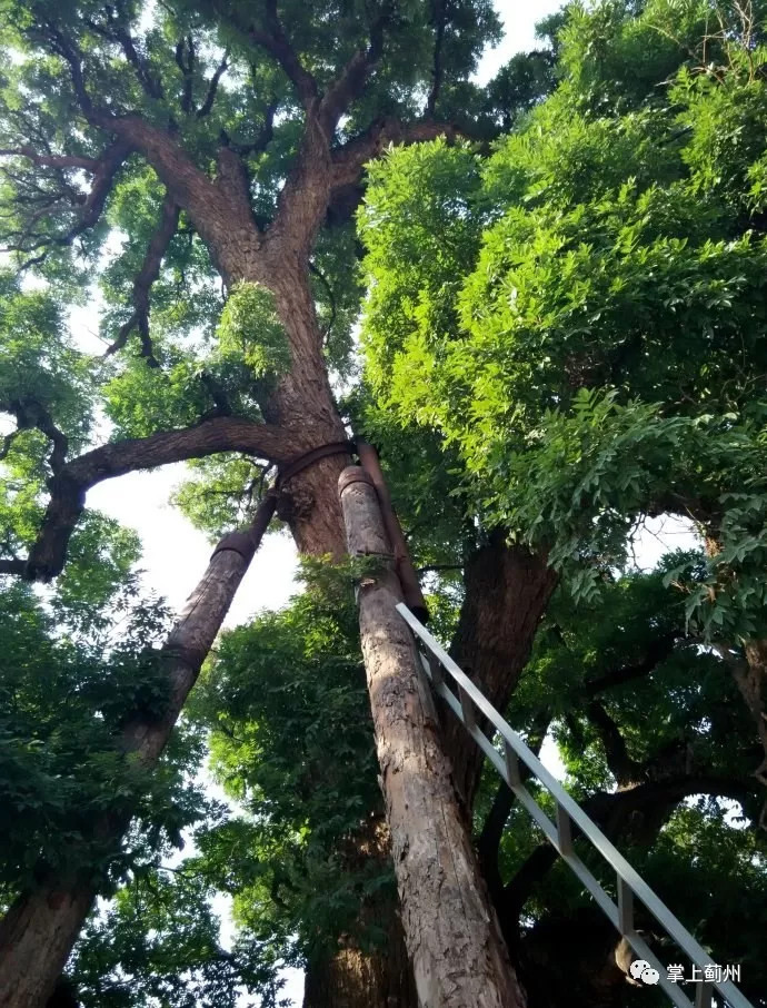 许家台镇许家台村的"九龙槐" 下营镇青山岭村的"并蒂松王"