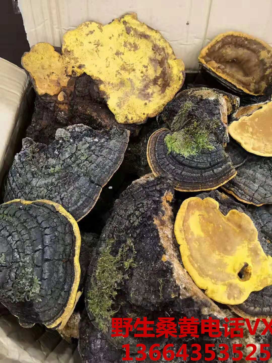 涡阳桑黄哪里的好桑黄多少钱一斤