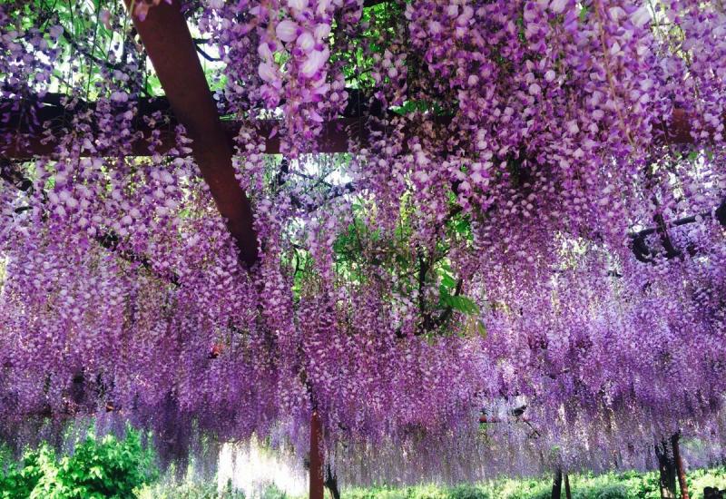"嘉定紫藤园之父"因疫情无法前来,公园为这位88岁日本老人做了场特殊