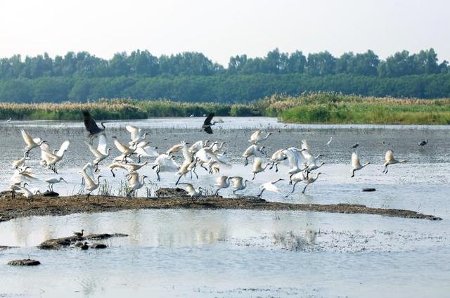 南沙湿地公园候鸟图片