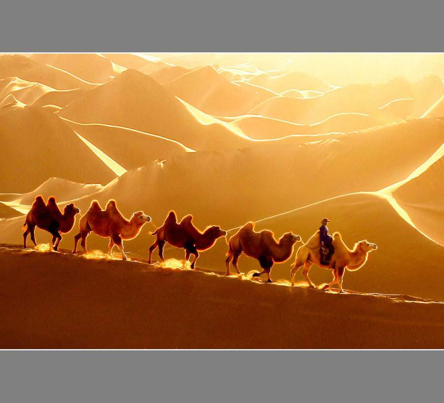徐天胜沙漠骆驼图片