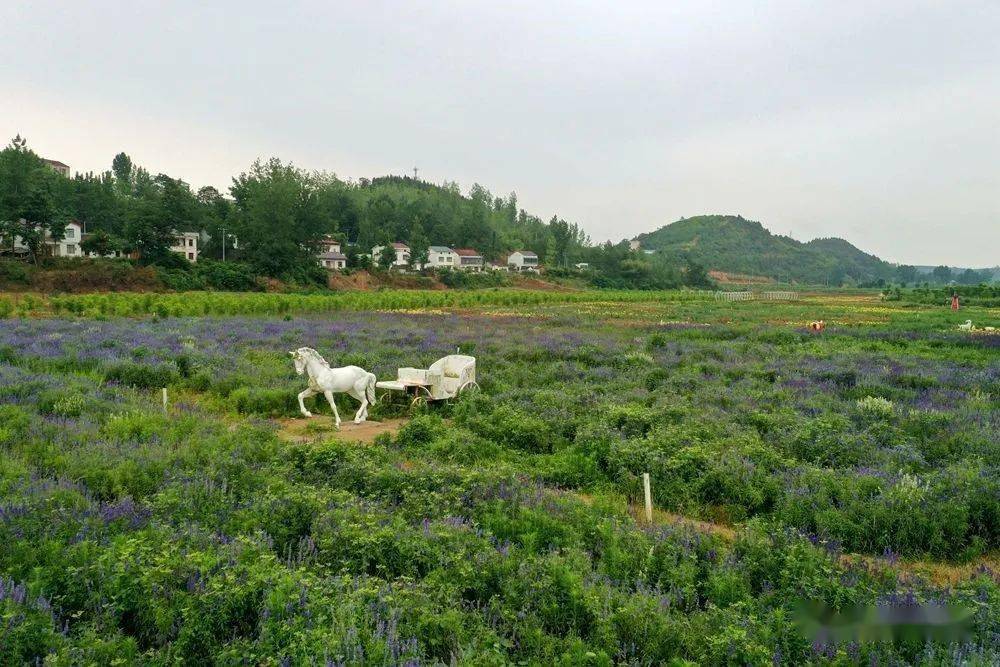 習家店農博園百合花開,鮮桃正甜,週六一起約嗎?