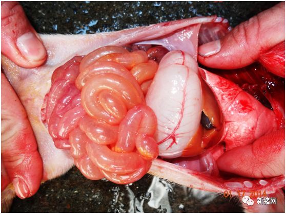 李玉峰——哺乳仔猪腹泻主要元凶为变异的猪流行性腹泻病毒