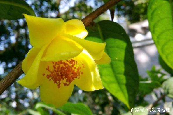 小梅说种植 金山茶的栽培和管理